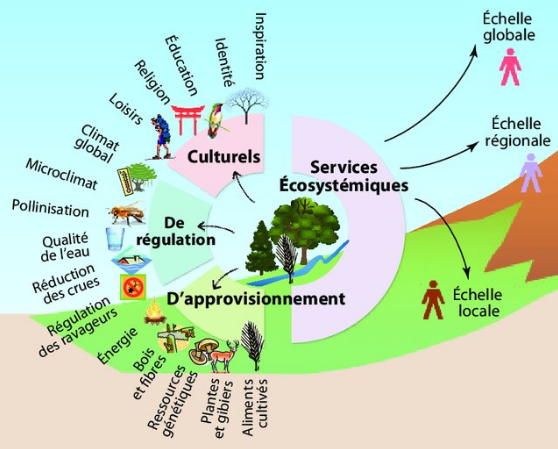  Exemples de services écosystémiques d'approvisionnement, de régulation et culturels fournis par les écosystèmes d'un territo