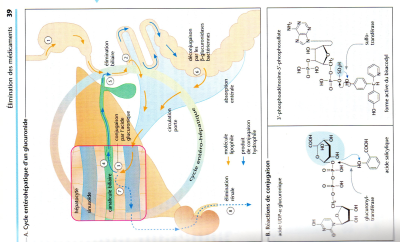 cycle entérohépatique.jpg