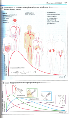 Evolution de la concentration plasmatique dun médicament en fonction du temps.jpg