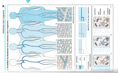 Drug distibution into body tissues.jpg