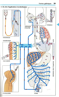 Routes of Drug Administration .jpg
